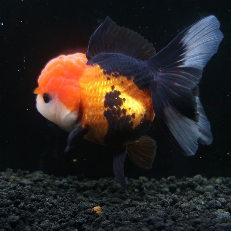 ikan koki oranda black gold size S