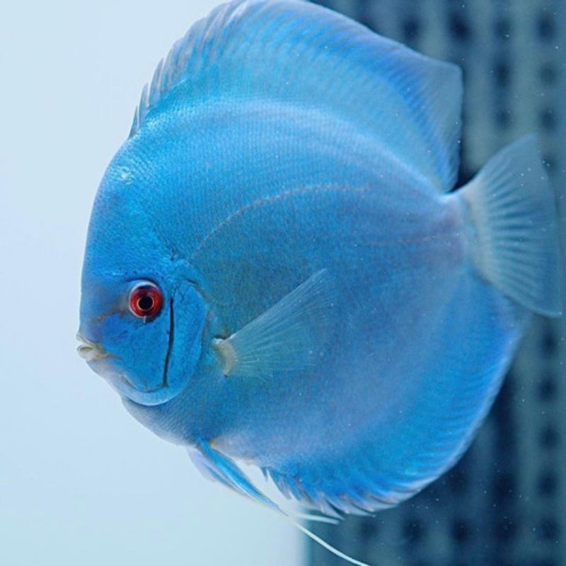 ikan discus blue diamond 1 inch