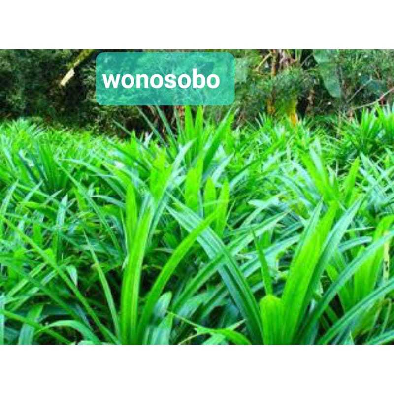 

pandan wangi beli 1 daun boleh 1000 daun juga boleh