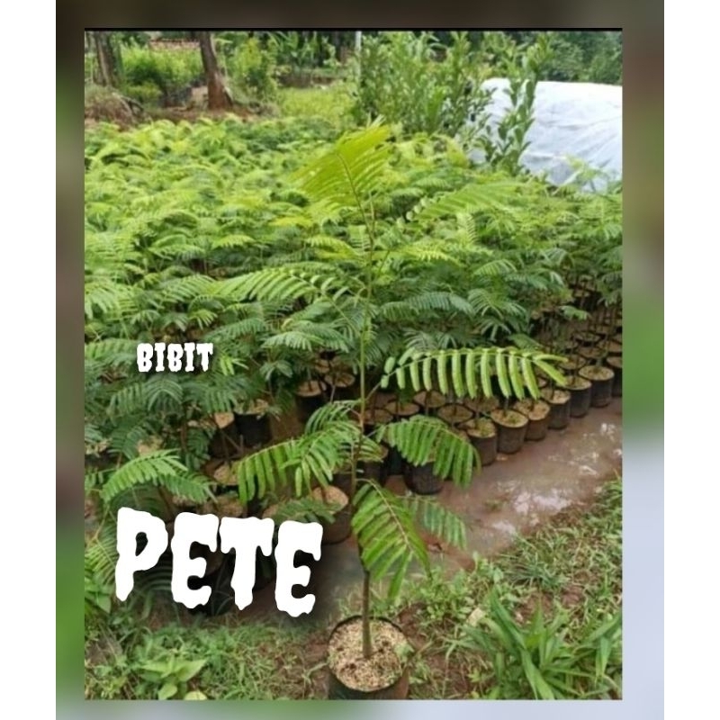 Bibit Tanaman Pete Hibrida/ Petai Hibrida Jumbo Terbaik Hasil Okulasi