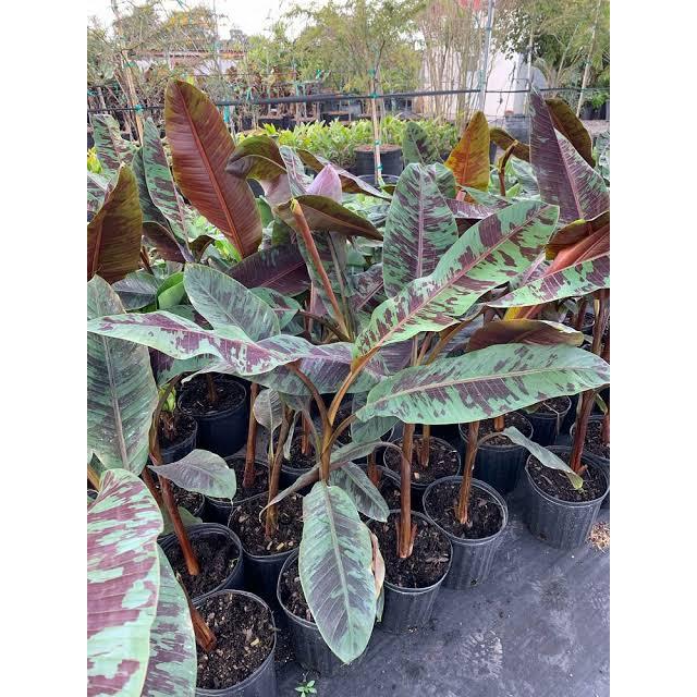Pisang hias merah varigata blood banana