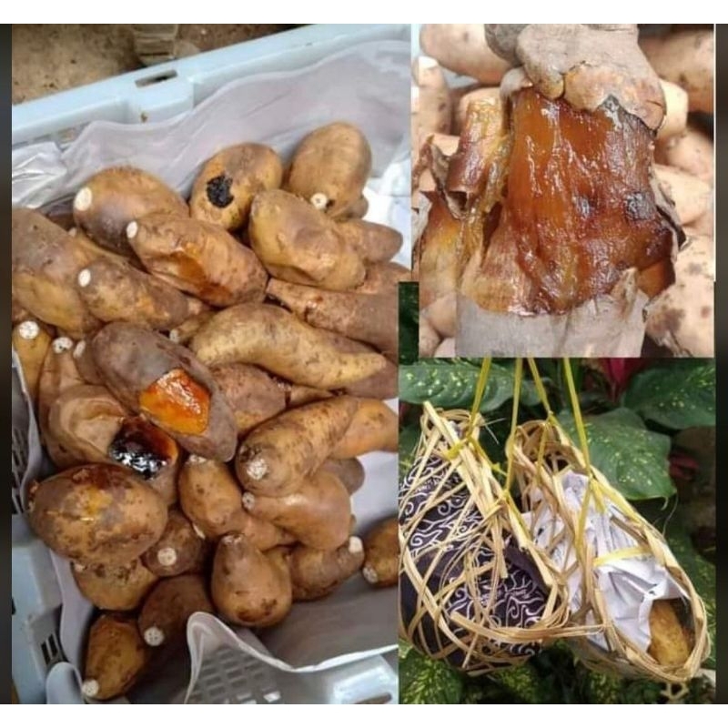 

ubi cilembuubi cilembu matang1 besekubi cilembu siap makanubi bandungcemilan bandungjajanan bandung