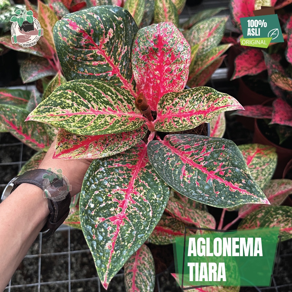 Aglonema Tiara Merah Tanaman Hias Bunga Sehat Akar Pot Rimbun Asli ORI