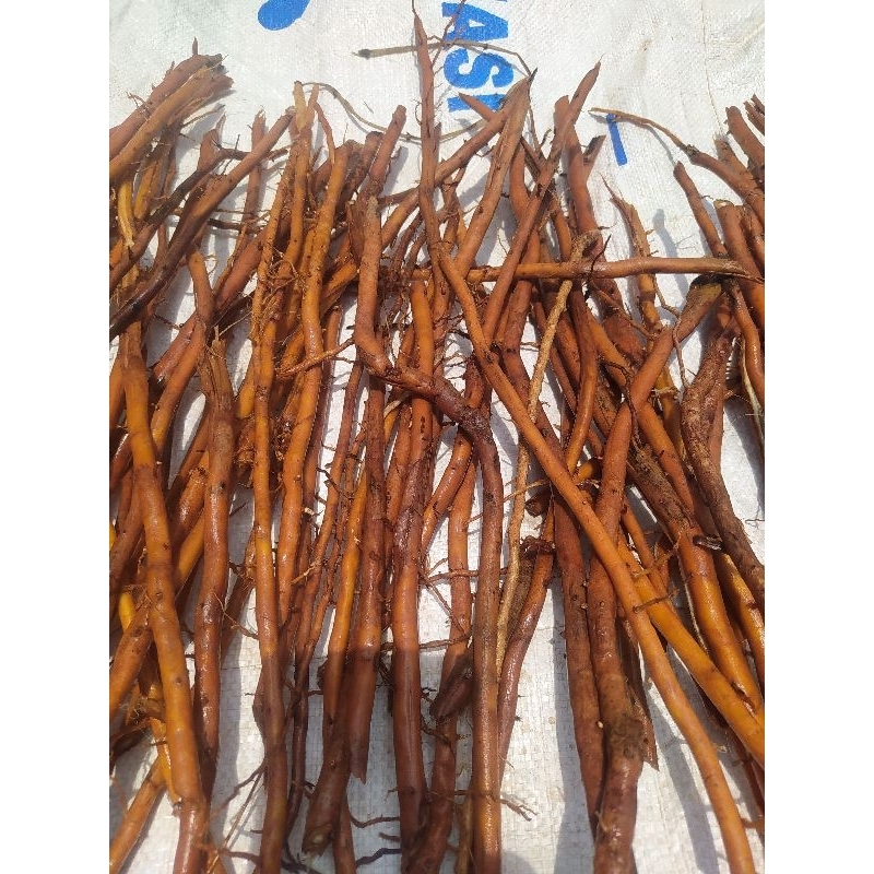 

akar pohon aren segar 1 kg