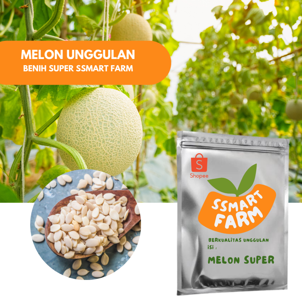 

Biji Melon Manis Unggulan