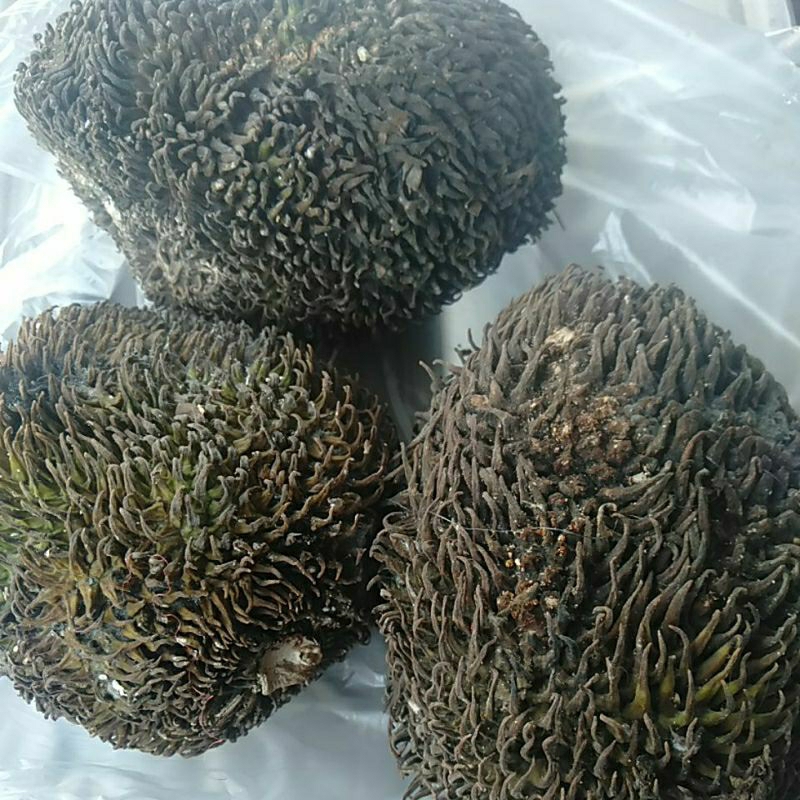 

Buah Sayur Kluwih