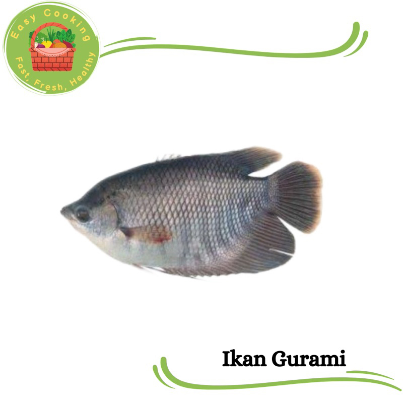 

Easycooking - Ikan Gurame Segar 500 gram