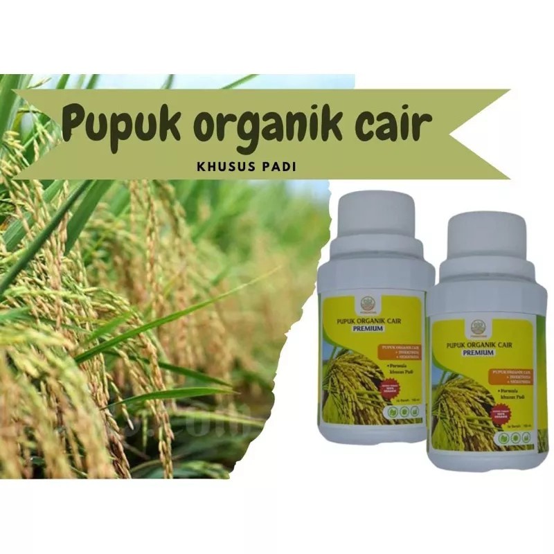 Pupuk Organik Cair Padi Pupuk Penambah Bobot Padi
