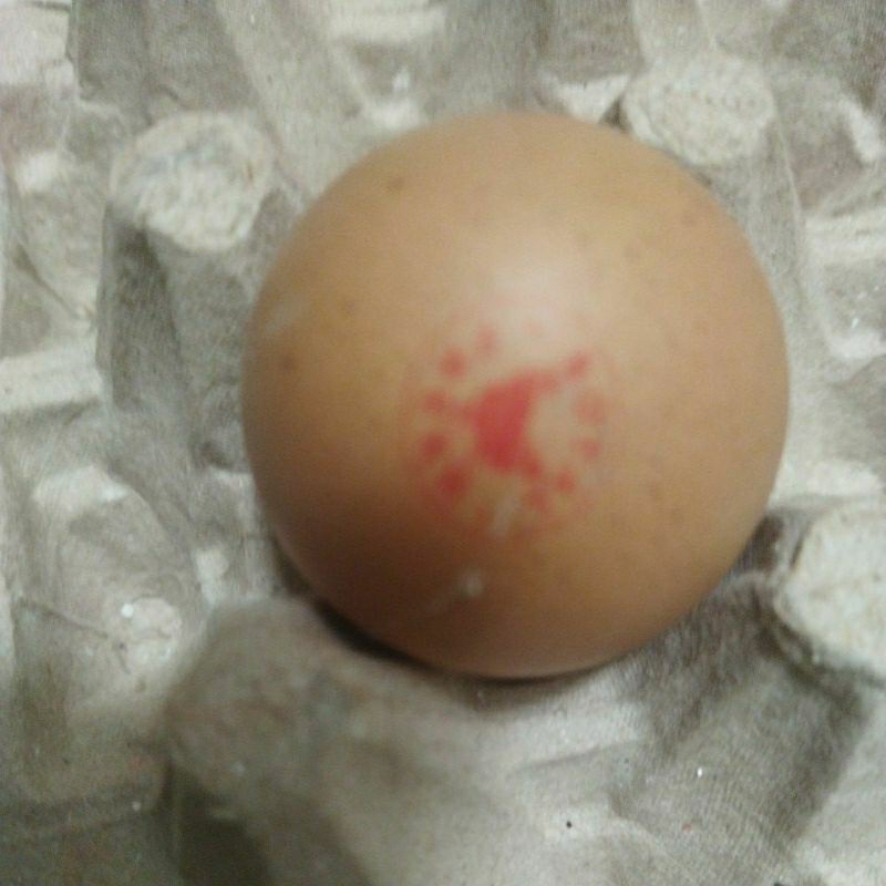 

Royal Fresh Eggs/Telur Omega/Organik/Low Cholestrol