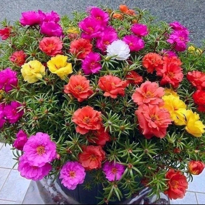 Bunga MOSSROSE KROKOT - Tanaman Hidup Bunga Hias Krokot Mossrose - Krokot Bunga - Krokot portulaca