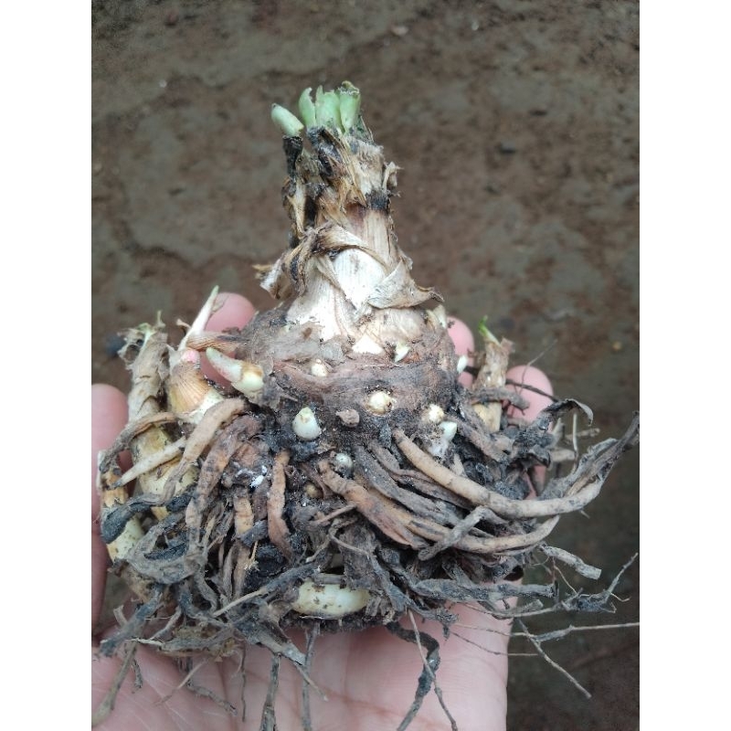 UMBI BUNGA SEDAP MALAM ( RORO ANTENG ) / SEDAP MALAM / BUNGA SEDAP MALAM