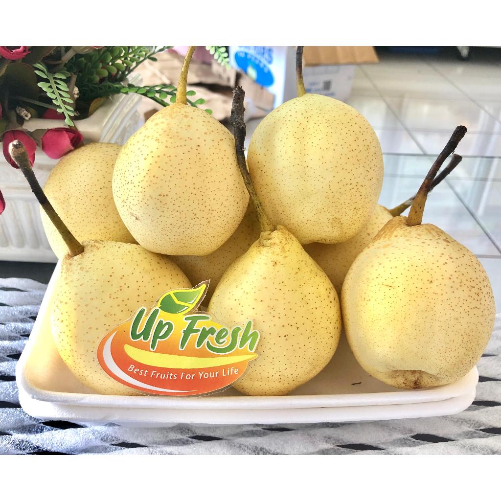 

Buah Pear Yalie / Pir Yalie