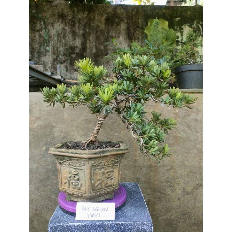 Bonsai Lohansung Cincuan siap pajang real pict