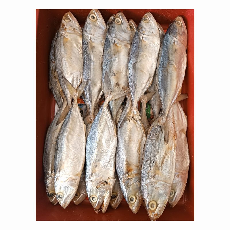 

Peda Putih