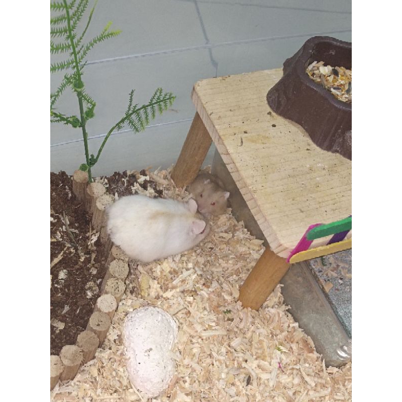 Hamster Winter White Pearl Yellow Line