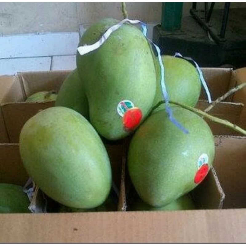 

Mangga Lily HarumManis