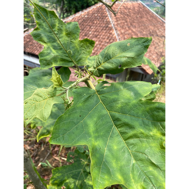 

Daun cepokak segar 500 gram petik langsung-az