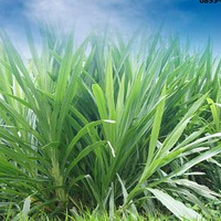 Bibit Rumput Odot 300 Stek