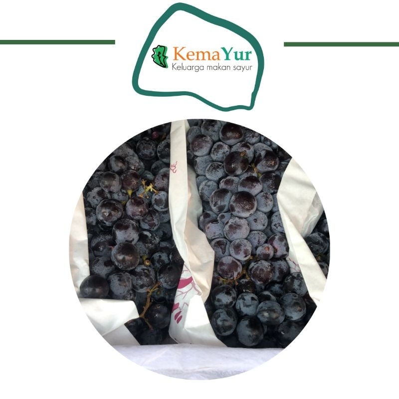 

ANGGUR AUTUMN BLACK MURAH