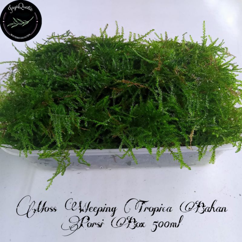 Moss Weeping Tropica Bahan Original Real Porsi Box 500ml - Tanaman Moss Aquascape Aquarium Paludariu