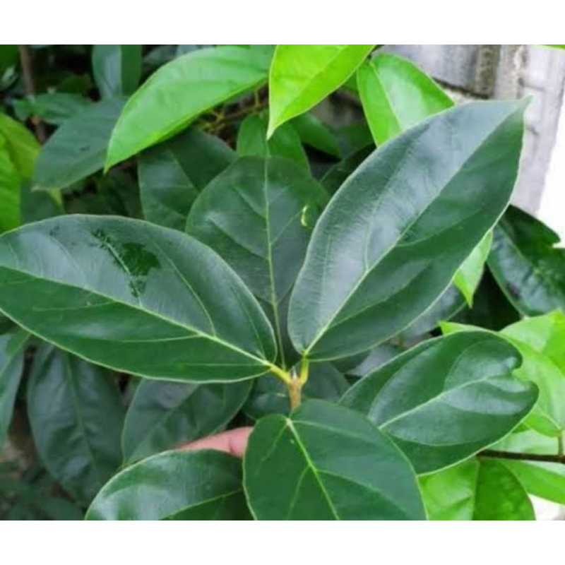 

Daun cincau hijau daun cincau perdu segar 50 lembar-az