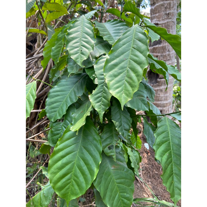 

Daun kopi segar petik langsung 500 gram-az