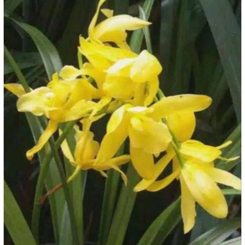 ANGGREK TANAH/ CYMBIDIUM GOLDEN BOY