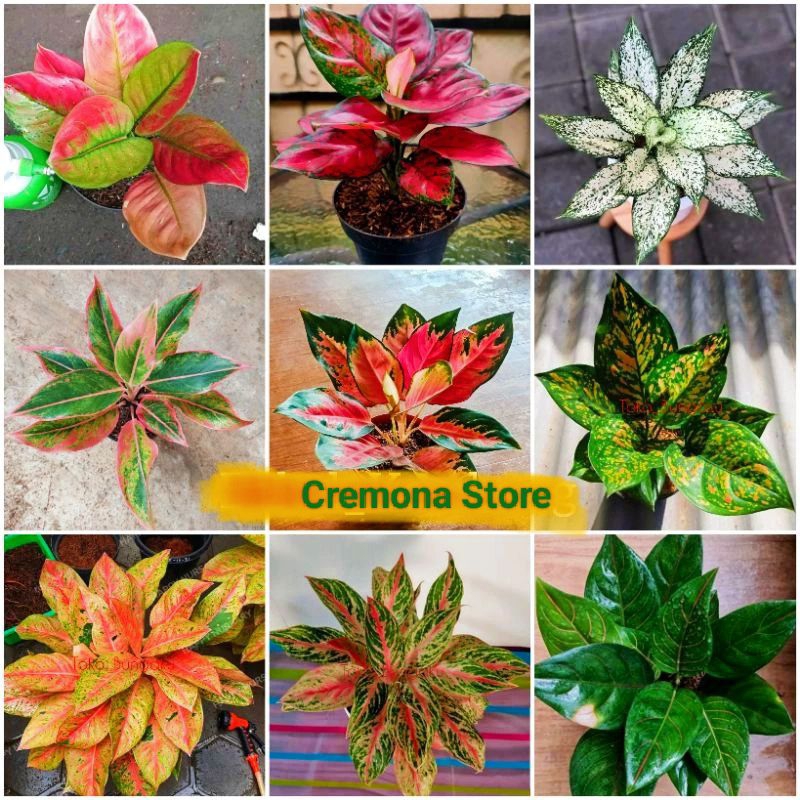 Tanaman Aglonema Merah Super Murah