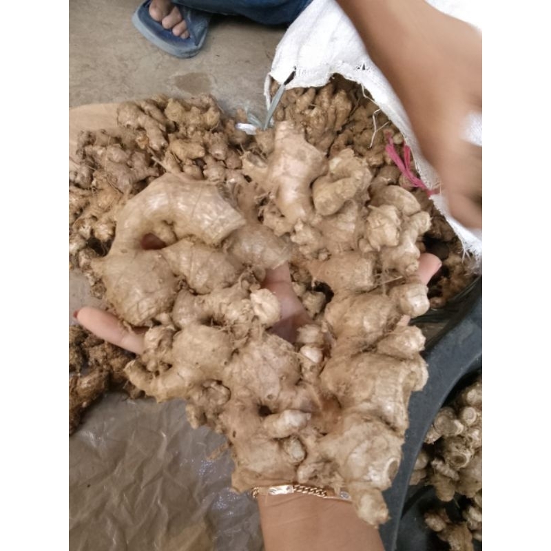 

JAHE SEGAR GAJAH 100% ASLI DARI JAWABARAT Jahe BERSIH