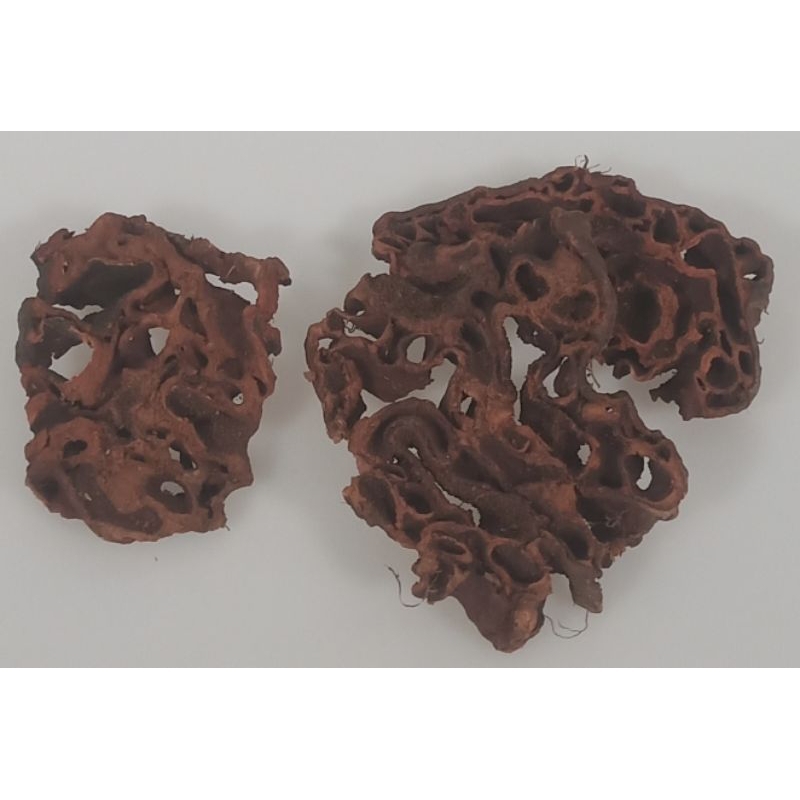 

SARANG SEMUT ASLI PAPUA 100g