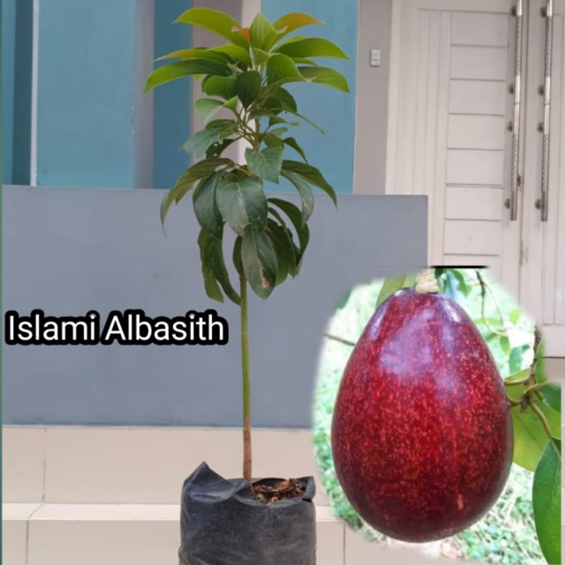 Bibit ALPUKAT RED VIETNAM tinggi sekitar satu meteran