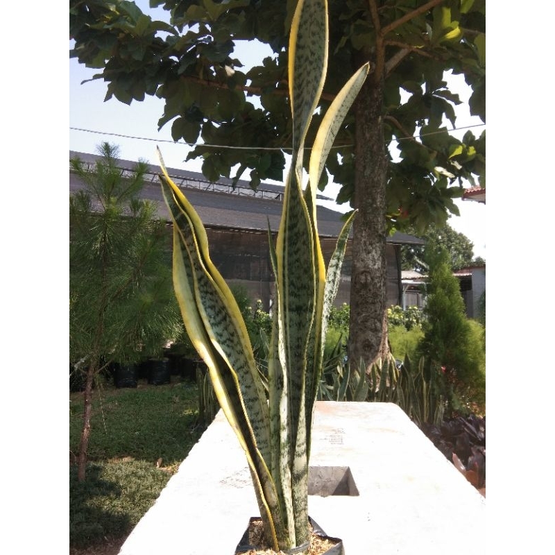 sensivera lidah mertua