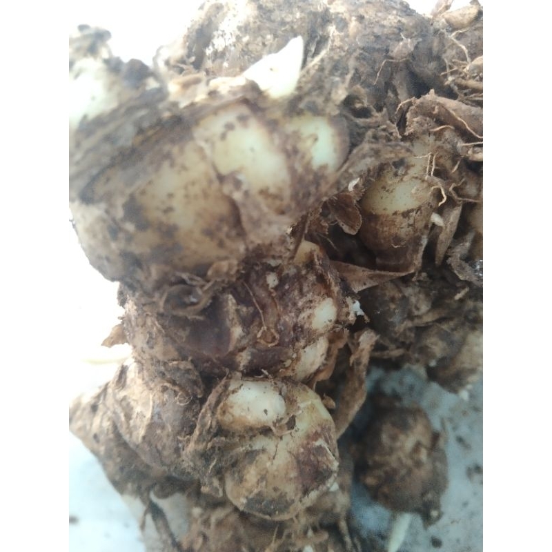 

KENCUR SEGAR BERAT 500 GRAM