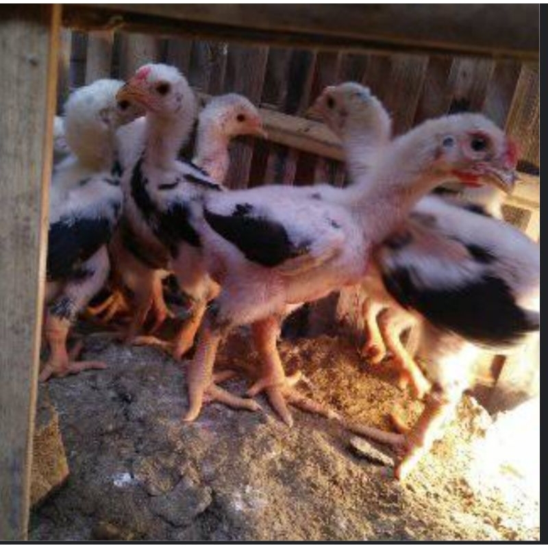 Telur ayam dong tao kaki gajah
