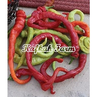 Benih 5 Biji PEPPER Ristra Cayenne