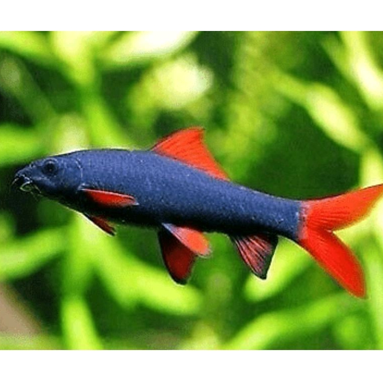

hiasan redfin shark hitam 6_7cm berkualitas