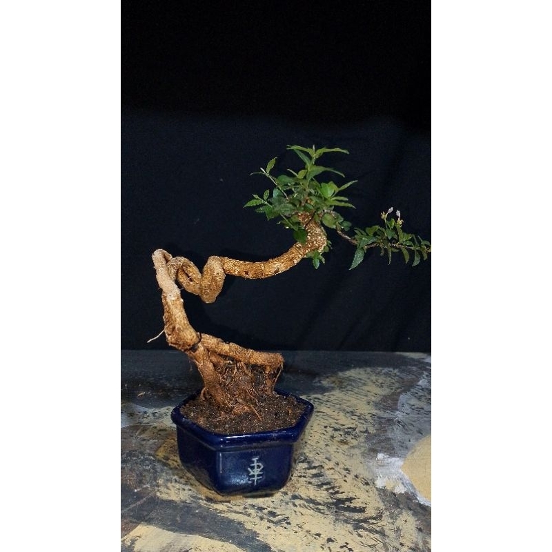 BONSAI SAKURA MIKRO SIAP PAJANG