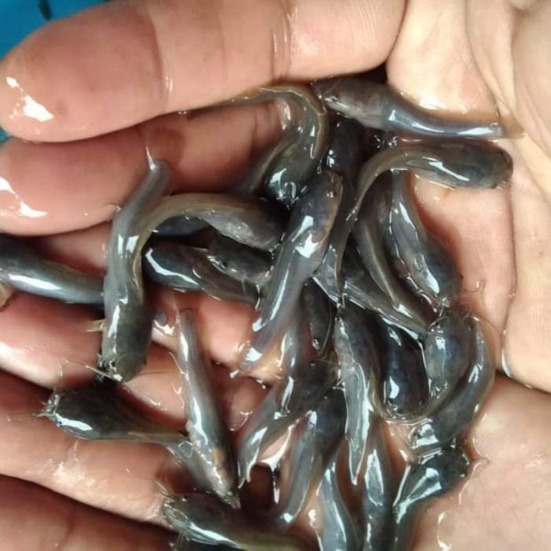 Paket 100 ekor bibit lele sangkuriang ukuran 3-4 cm