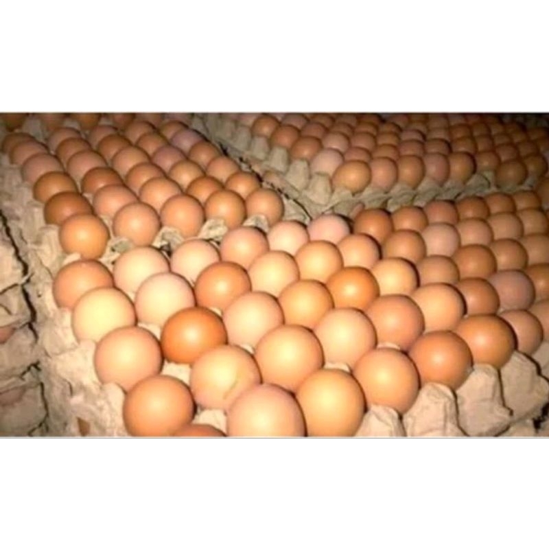 

telur ayam negeri fresh
