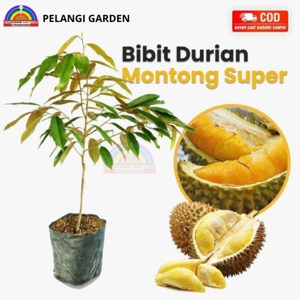 Bibit Durian Montong Super, Bibit Durian Montong Berbuah