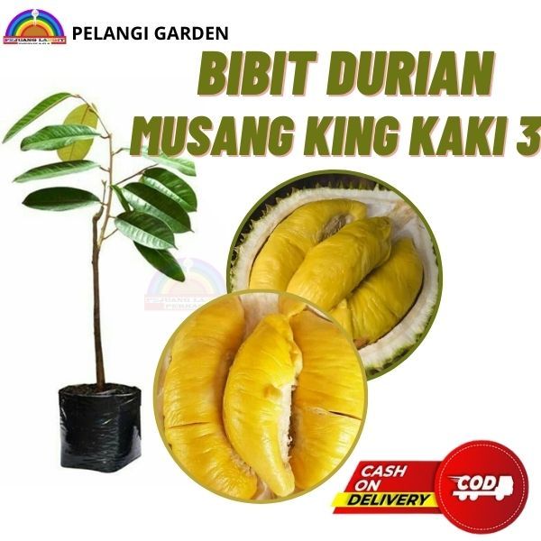 Bibit Durian Musang King Kaki 3, Bibit Durian Musang King 3 Termurah, Bibit Durian Musang King 3 Cep