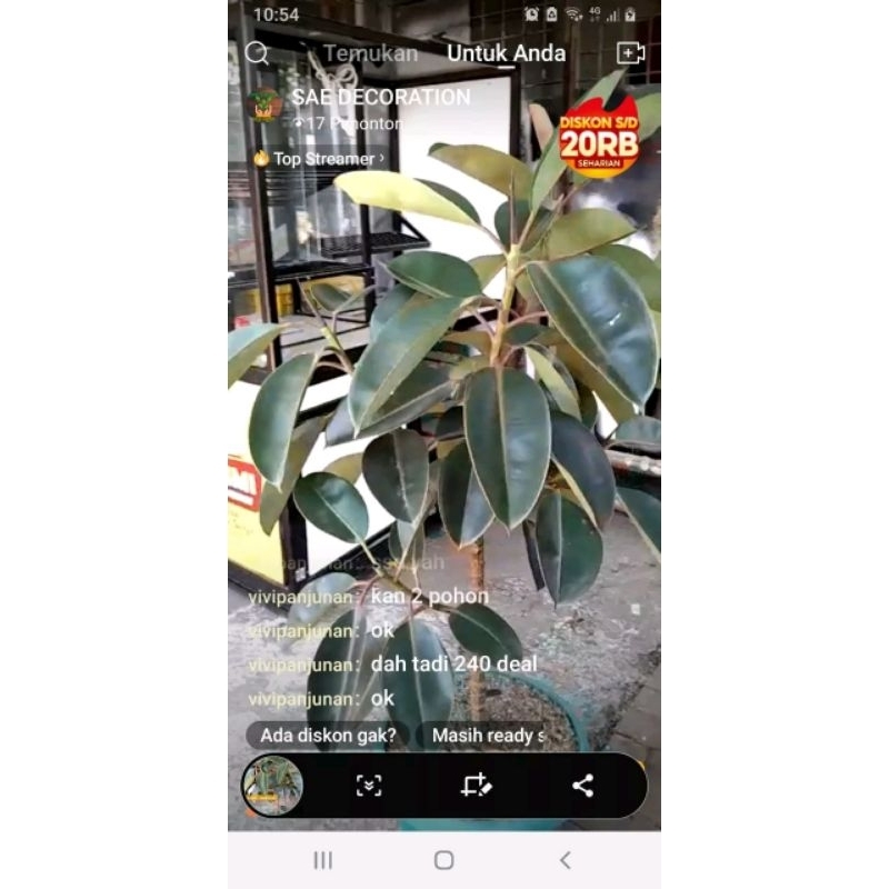 Tanaman Hias Ficus Elastica burgundy