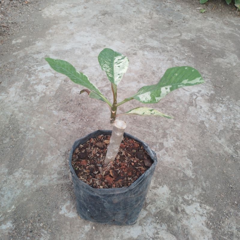 Kamboja Bali varigata | plumeria variegata