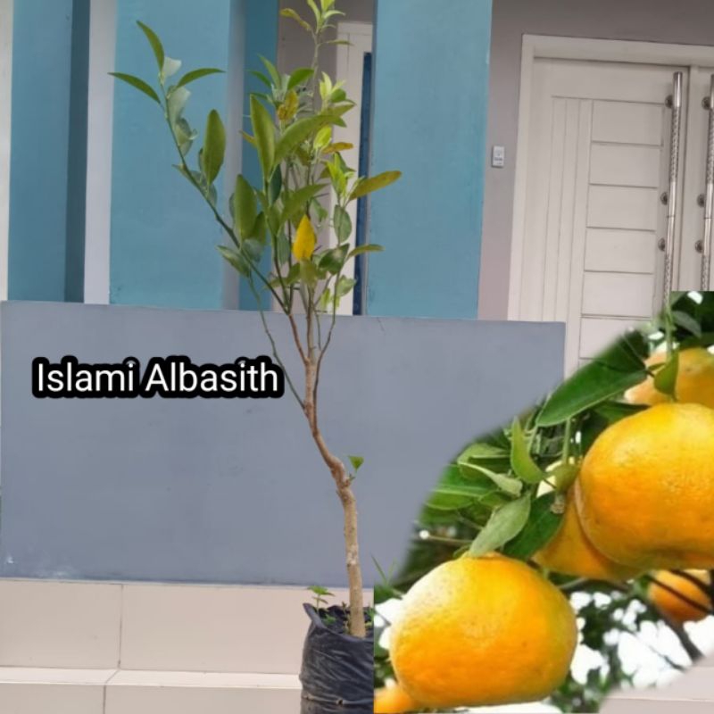 Bibit JERUK KEPROK SIAM