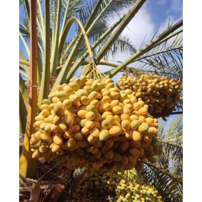 

READY April Kurma Muda PREMIUM GARANSI 1 Kg Bukan Frozen