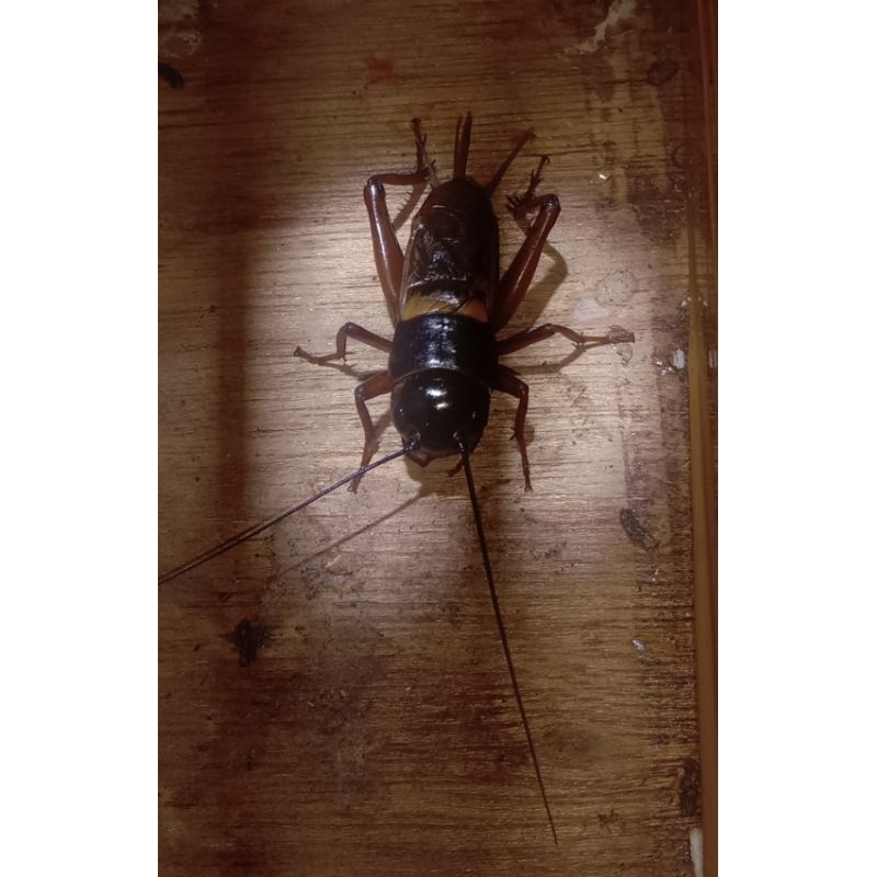 Jangkrik Kalung Aduan