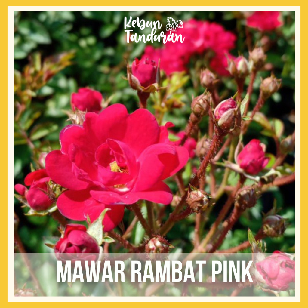 Mawar Rambat Indukan Besar Climbing Rose Aneka Warna