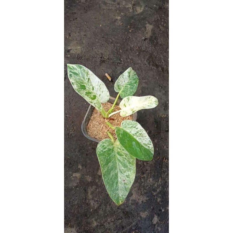 giganteum marble blizard