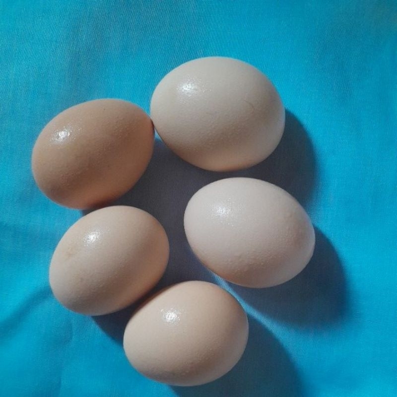 

TELUR AYAM KAMPUNG
