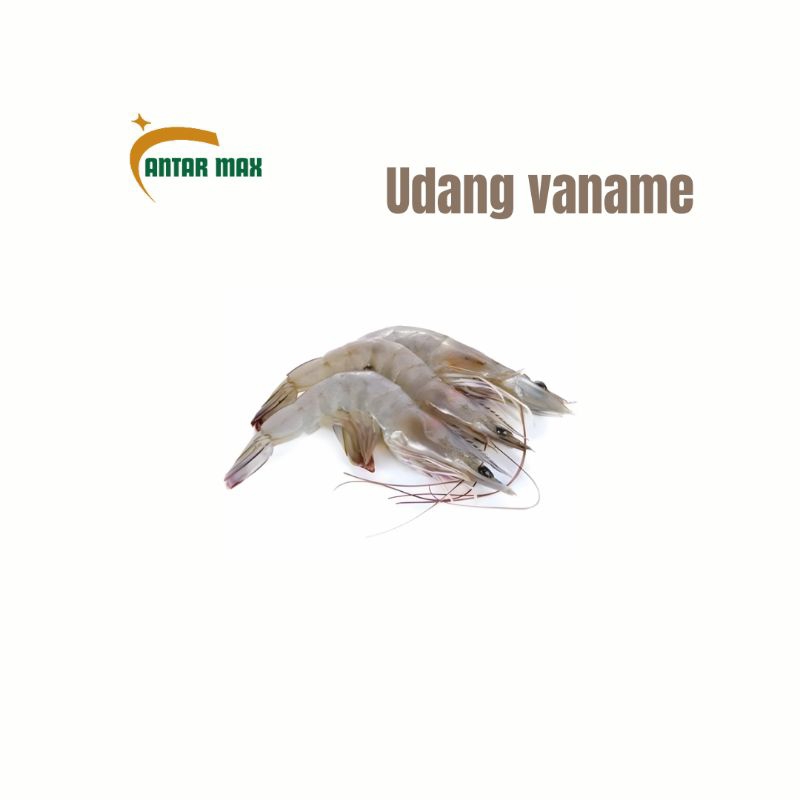 

Udang vaname